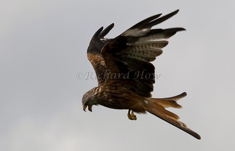 red kite03.jpg